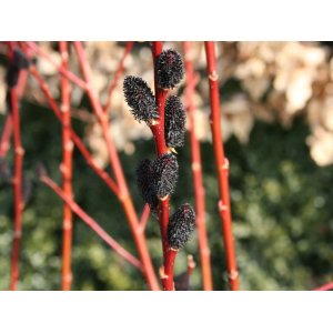 Vŕba čiernokvetá (Salix Gracilistyla Melanostachys) ´KUROME´ - výška 50-70 cm, kont. C2L